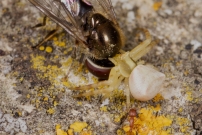 Une araigne crabe et sa proie, une eristale. (Araneae - Thomisidae - Thomisus onustus) (Diptre - Syrphidae - Eristalis sp.)
